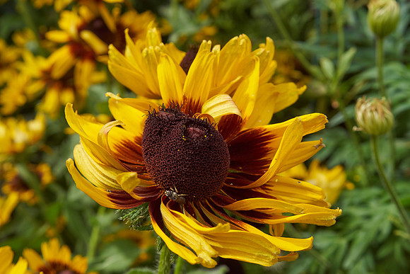 Daisy 'Gloriosa'