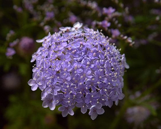 Didiscus 'Blue Lace'