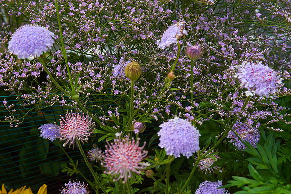 Didiscus 'Blue Lace'