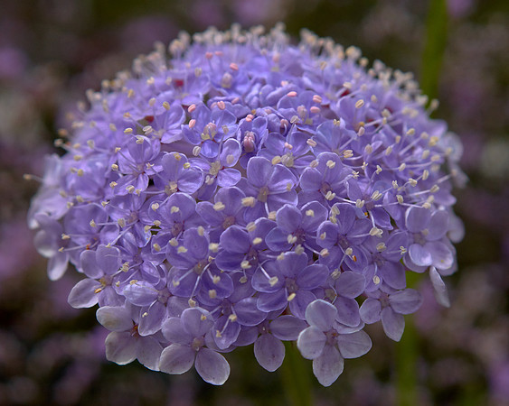 Didiscus 'Blue Lace'