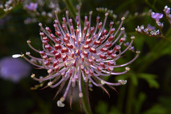 Didiscus 'Blue Lace'