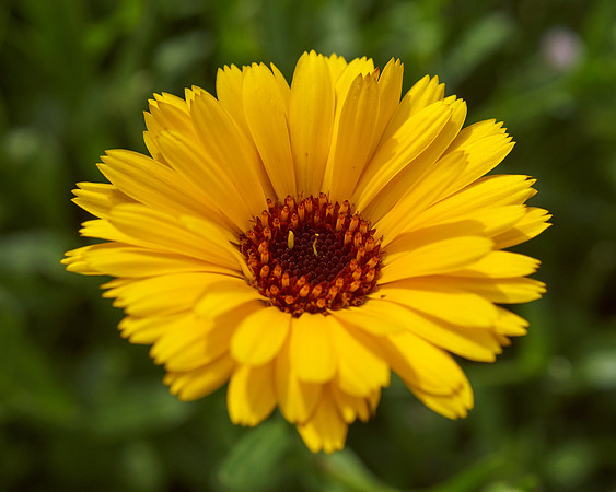 Rudbeckia 'Double Gold'.