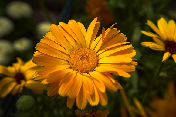 Calendula 'Summer Carnival'