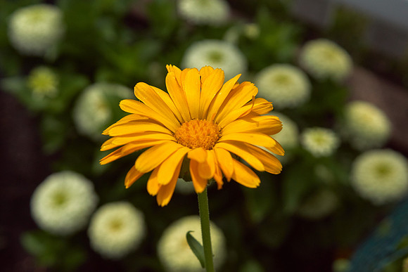 Calendula 'Summer Carnival'