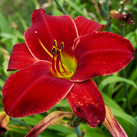 Lily DayLily 'Chicago Ruby'