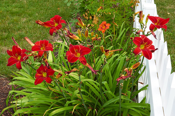 Lily DayLily 'Chicago Ruby'