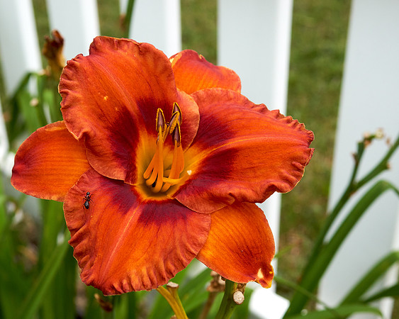 Lily Daylily 'Mighty Chestnut'