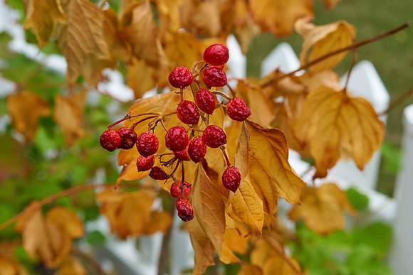 Garden, BYSF bush