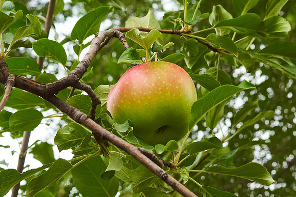 Apple Tree