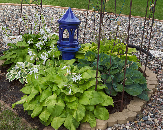 Hostas 'Guacamole'