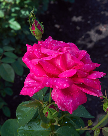 Rose 'Falling In Love'