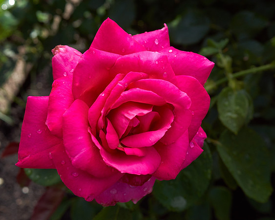 Rose 'Falling In Love'