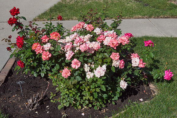 Rose 'Tuscan Sun'