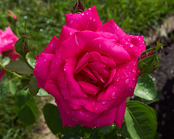 Rose 'Falling In Love'