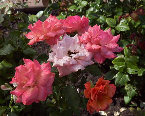 Rose 'Tuscan Sun'