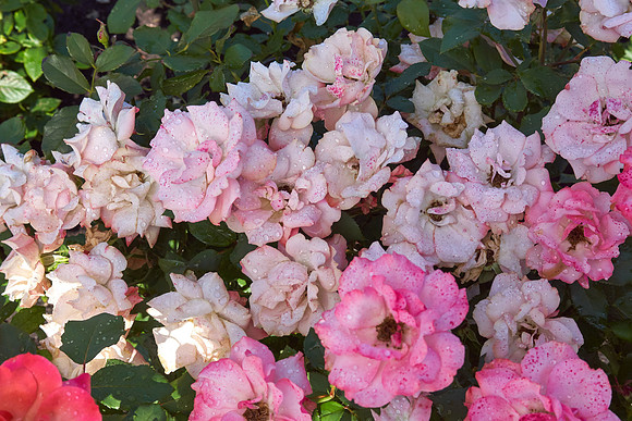 Rose 'Tuscan Sun'