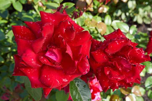 Rose 'Ingrid Bergman'