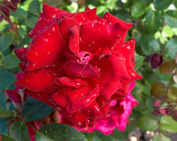 Rose 'Ingrid Bergman'