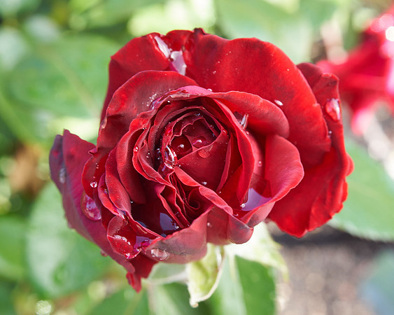 Rose 'Ingrid Bergman'
