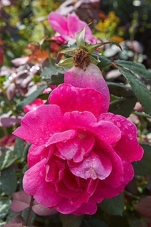 Rose 'Canada Bloom'