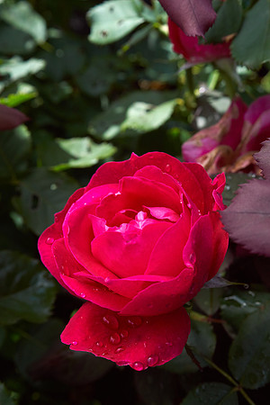 Rose 'Ingrid Bergman'
