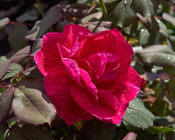 Rose 'Ingrid Bergman'