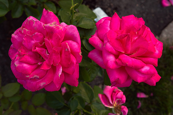 Rose 'Falling In Love'