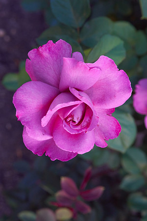 Rose 'Royal Amethyst'
