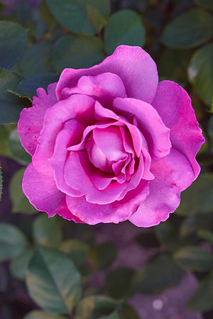 Rose 'Royal Amethyst'