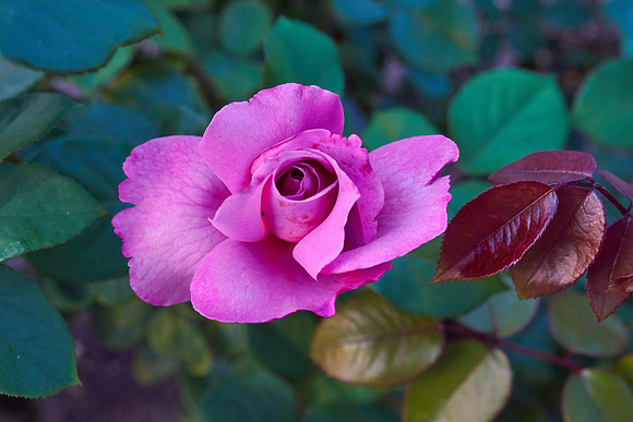 Rose 'Royal Amethyst'