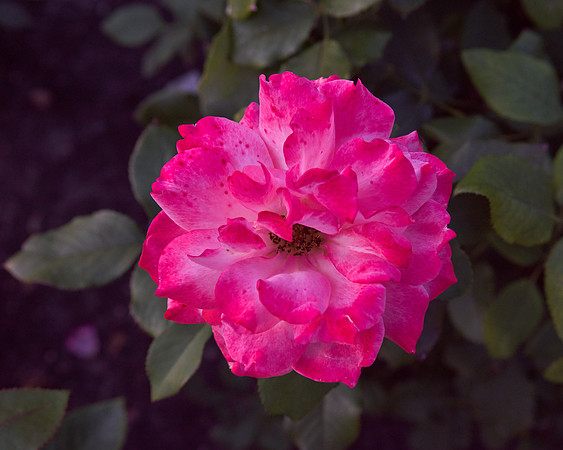 Rose 'Tuscan Sun'