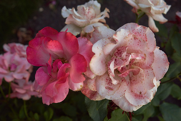 Rose 'Tuscan Sun'