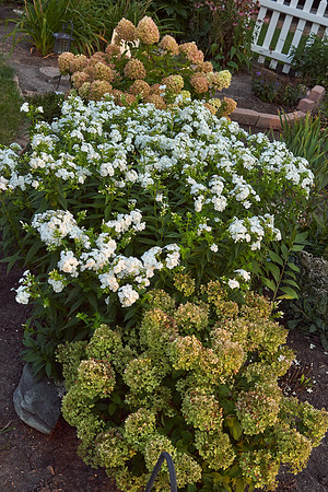 Phlox 'David'