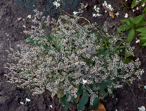 Statice white