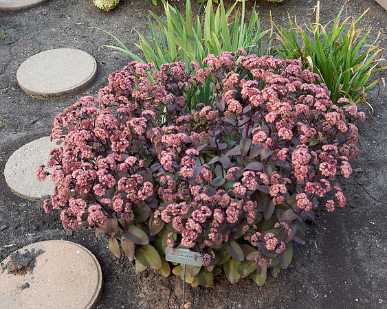 Sedum 'Xenox'