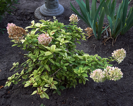 Hydrangea 'Strawberry Sundae'