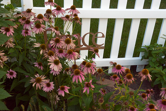 Coneflower 'Wild Berry'