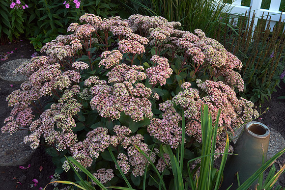 Sedum 'Black Jack'