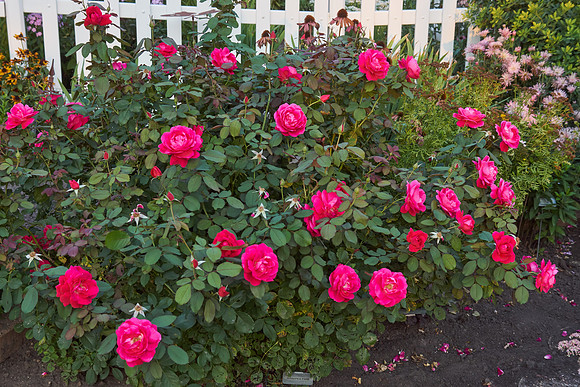 Rose 'Winnipeg Park'