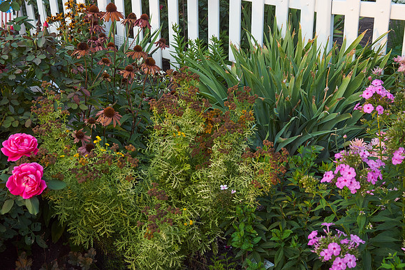 Tansy 'Isla Gold'