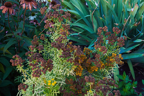 Tansy 'Isla Gold'