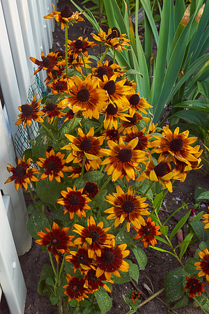 Rudbeckia 'Autumn Forest'