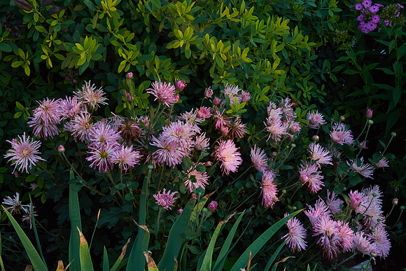 Chrysanthemum 'Grape Glow'