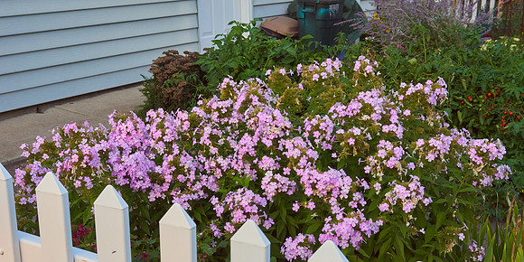 Phlox 'Pink Lady'