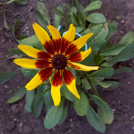 Rudbeckia 'Cappuccino'