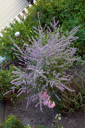 Sage, Russian 'Little Spire'