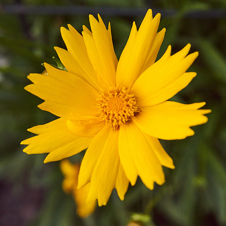 Coreopsis 'Jethro Tull'