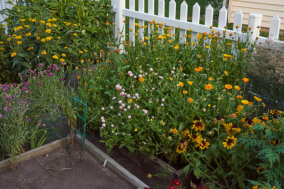 Garden, Annual Boxes