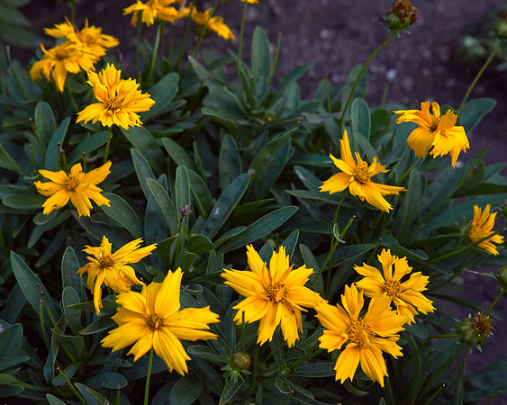 Coreopsis 'Jethro Tull'