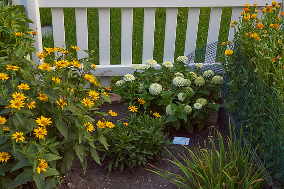 Zinnia 'White Wedding'